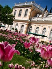 The palace gardens are filled with colourful Tulips: by treefrog, Views[196]