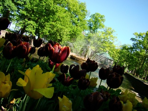 Brightly coloured Tulips in the palace gardens
