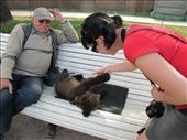 I got to touch and pet the bear cub named Lubaba.: by treefrog, Views[162]