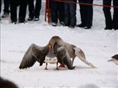 Goose fighting, very popular in Suzdal: by treefrog, Views[654]