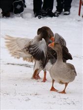 Goose fighting...atleast they didnt hurt each other to bad from what I could see.: by treefrog, Views[522]