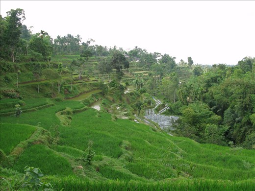 rice fields in Bali