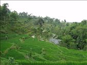 rice fields in Bali: by trekpassion, Views[116]