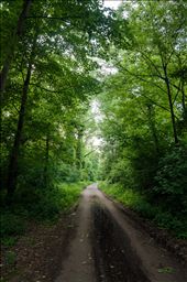 The inundated  forests along the Rhine welcoming to experience the best of it: by trespassingnature, Views[313]