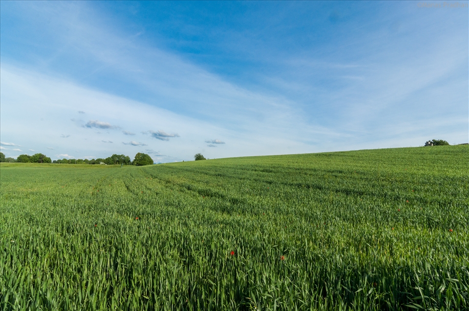 Huge farms sweeping across the huge landscapes presenting a mellow sight