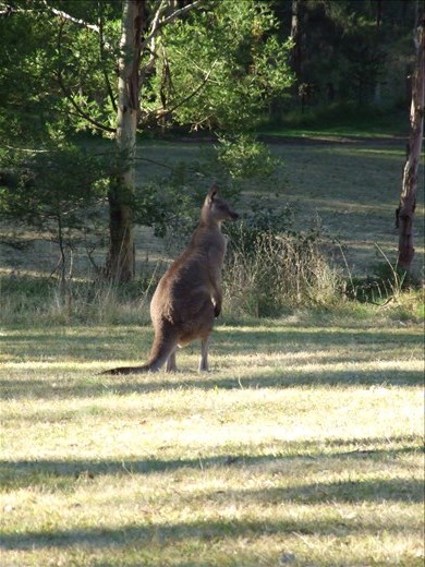 Australia Kangaroo