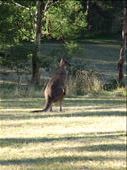 Australia Kangaroo: by treza, Views[659]