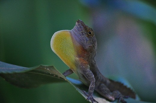 Puerto Rican Crested Anole displaying a colourful dewlap to attract a mate.