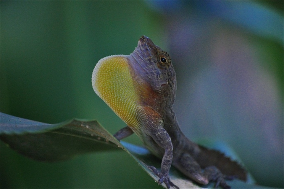 Puerto Rican Crested Anole displaying a colourful dewlap to attract a mate.