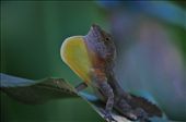 Puerto Rican Crested Anole displaying a colourful dewlap to attract a mate.: by trishhallphotography, Views[309]