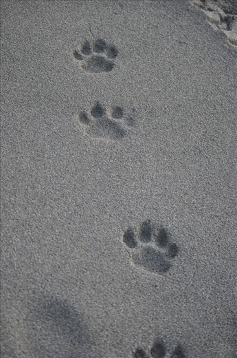 Fresh tracks left by a wild Jaguar, out looking for turtles to hunt.