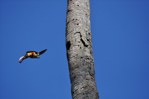 Collared Aracari leaving her nest in a coconut palm carved by a woodpecker. She is carrying a Jocote berry in her beak for her chick.