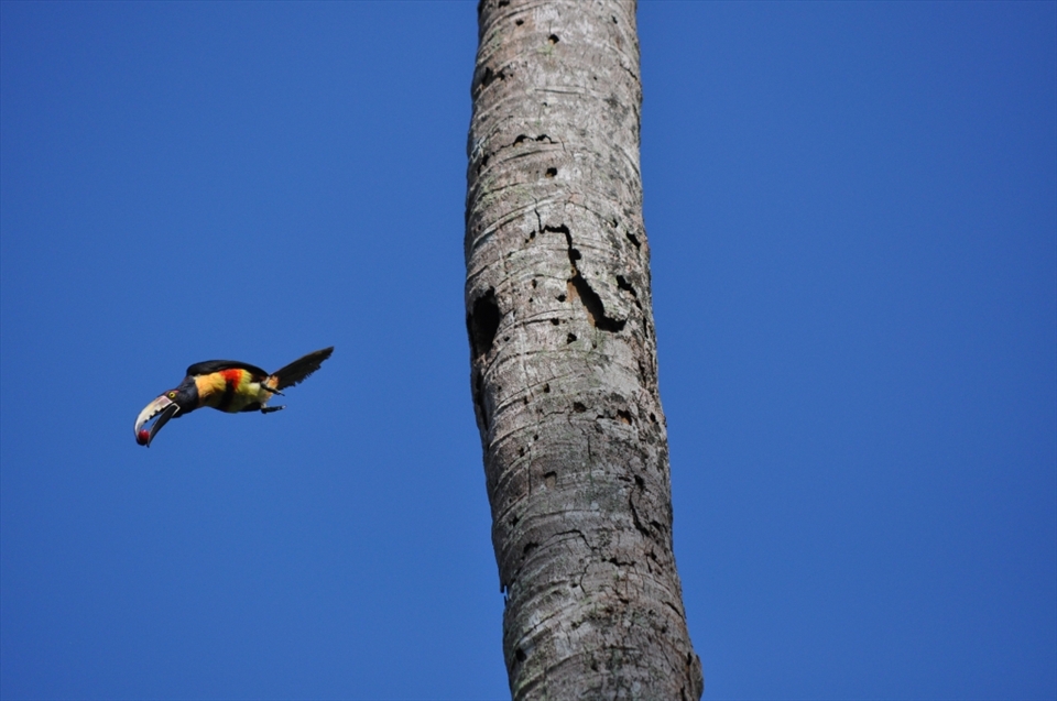 Collared Aracari leaving her nest in a coconut palm carved by a woodpecker. She is carrying a Jocote berry in her beak for her chick.