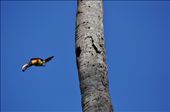 Collared Aracari leaving her nest in a coconut palm carved by a woodpecker. She is carrying a Jocote berry in her beak for her chick.: by trishhallphotography, Views[646]