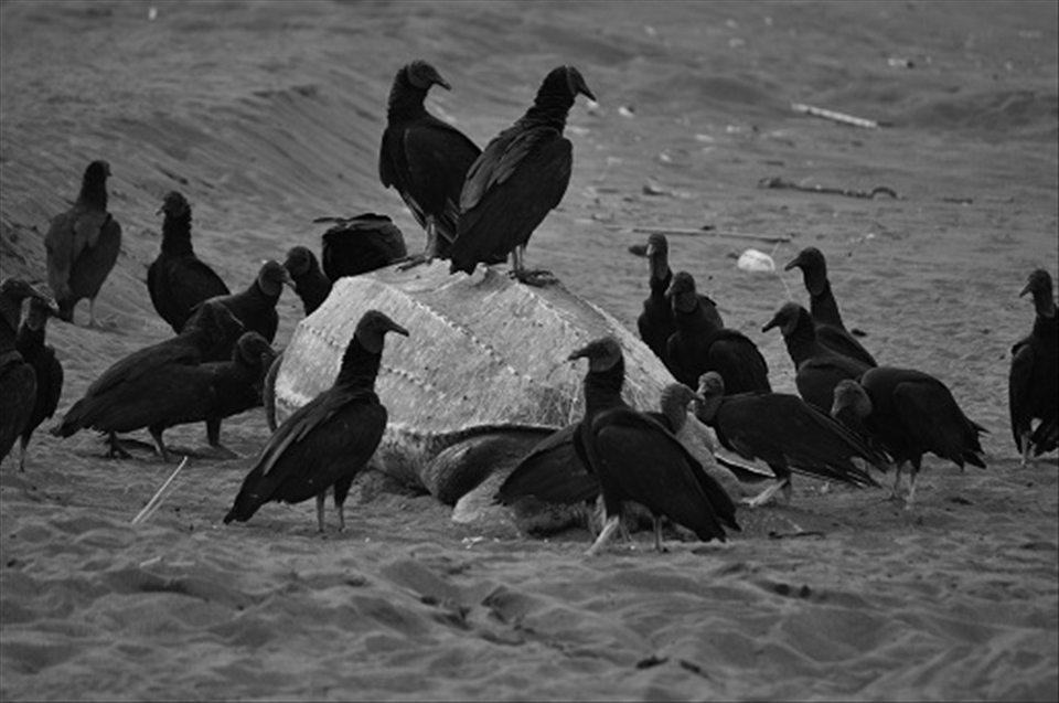 The circle of life.  A Leatherback Turtle killed by a Jaguar while trying to lay her eggs at night,  During the daylight, the vultures move in before the Jaguars return at dusk. 
