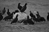 The circle of life.  A Leatherback Turtle killed by a Jaguar while trying to lay her eggs at night,  During the daylight, the vultures move in before the Jaguars return at dusk. : by trishhallphotography, Views[390]