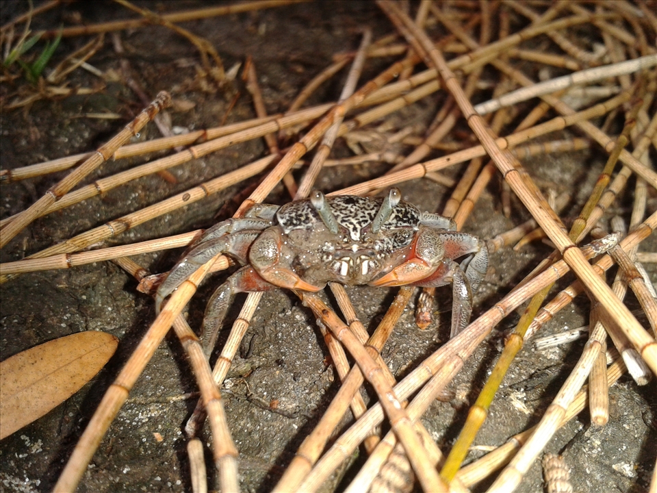 up close and personal with the crab me and my son found on the beach.