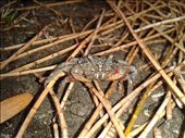 up close and personal with the crab me and my son found on the beach.: by trista, Views[213]