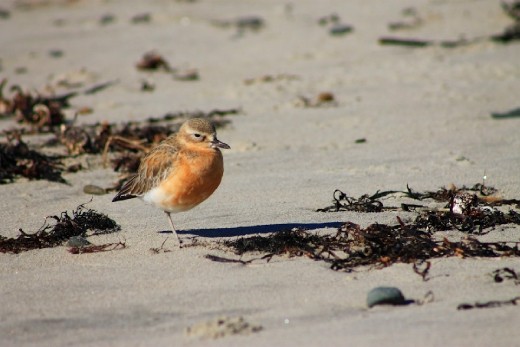 The New Zealand dotterel is endemic to New Zealand.  They are mainly found on coastal areas.  The dotterel often are not seen as they blend into their surrounds.  They are endangered (IUCN status) with only 1400 remaining.