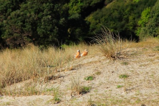 Sand dunes and their grasses provide cover for the New Zealand dotterel where they breed and nest.  Dunes are in decline in New Zealand due to development and invasive species.  Dunes in Tawharanui are cordoned off for their protection and the dotterels.