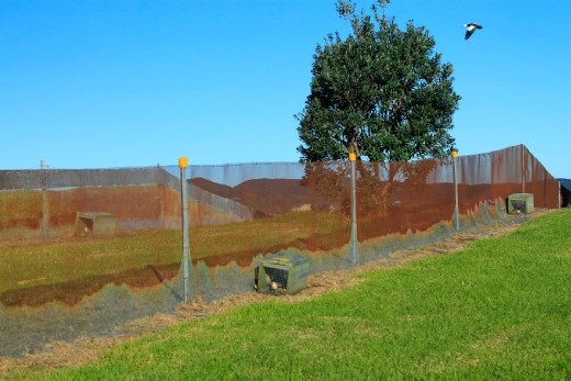 Tawharanui is a predator free mainland island; keeping pests like weasels and rats out can be a challenge, however having the entire peninsular fenced and baited has made this Regional park a haven for New Zealand's wildlife and enabled the successful reintroduction of some endangered wildlife like the North Island Kiwi.