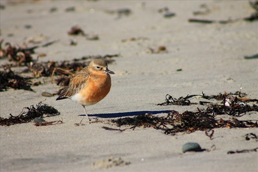 The New Zealand dotterel is endemic to New Zealand.  They are mainly found in coastal areas.  The dotterel often are not seen as they blend into their surrounts.  They are endangered (IUCN status) with only 1400 remaining.
