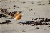 The New Zealand dotterel is endemic to New Zealand.  They are mainly found in coastal areas.  The dotterel often are not seen as they blend into their surrounts.  They are endangered (IUCN status) with only 1400 remaining.: by tristancullen, Views[268]