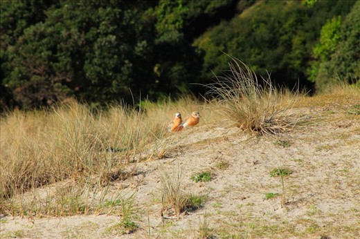 Sand dunes and their grasses provide cover for the NZ Dotterel where they breed and nest.  Dunes are in decline in NZ due to development and invasive species.  Dunes in Tawharanui are cordoned off for the protection of the dunes and the dotterel.