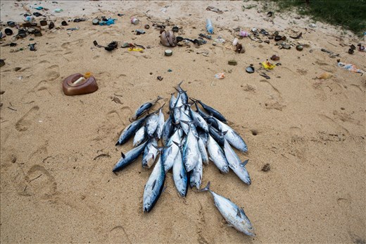 fishes on a polluted dirty beach 