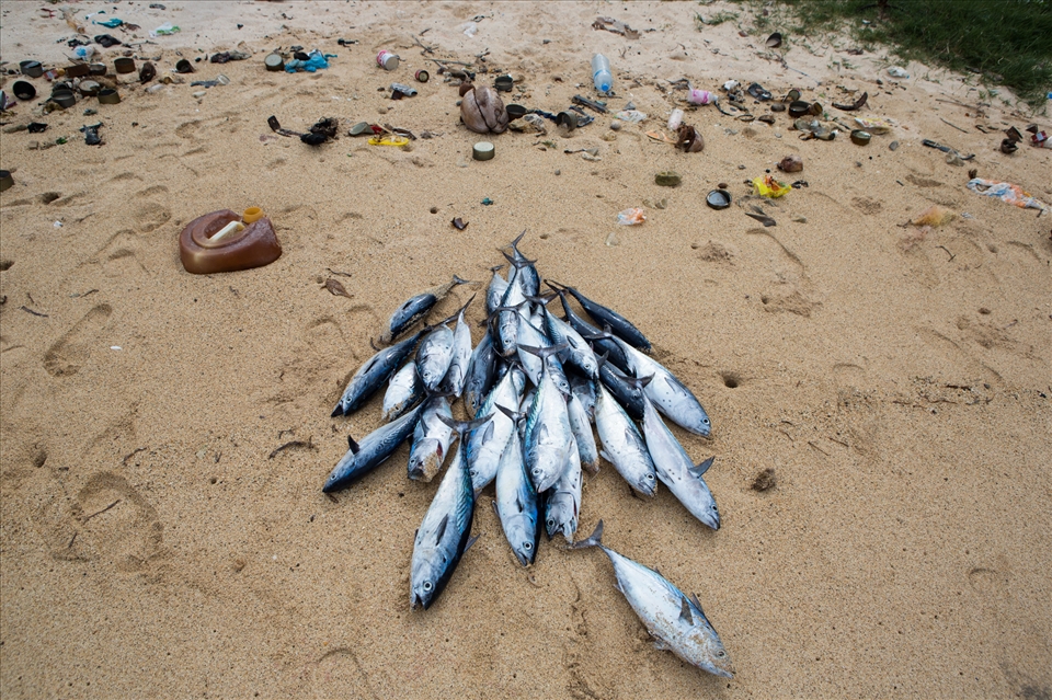 fishes on a polluted dirty beach 