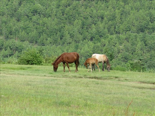 The meadows above the Dechenchoeling Palace_ Thimphu _Jan_2014 