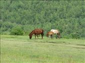 The meadows above the Dechenchoeling Palace_ Thimphu _Jan_2014 : by tshewangsadventure, Views[1314]