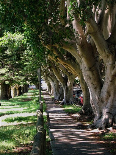 Trees on a path in Sydney