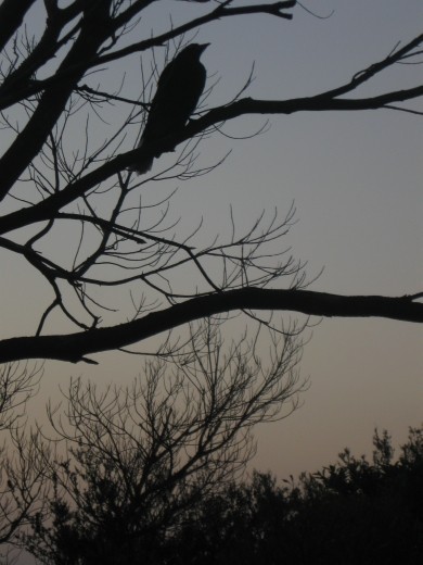 The birds in Manly have driven me up the proverbial wall... Cocatoos and hawks screetch at 5 am, while cucaburies sound like they're laughing at you, but sleep in a little longer at least!