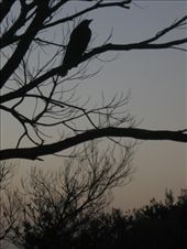 The birds in Manly have driven me up the proverbial wall... Cocatoos and hawks screetch at 5 am, while cucaburies sound like they're laughing at you, but sleep in a little longer at least!: by ttmcote35, Views[281]