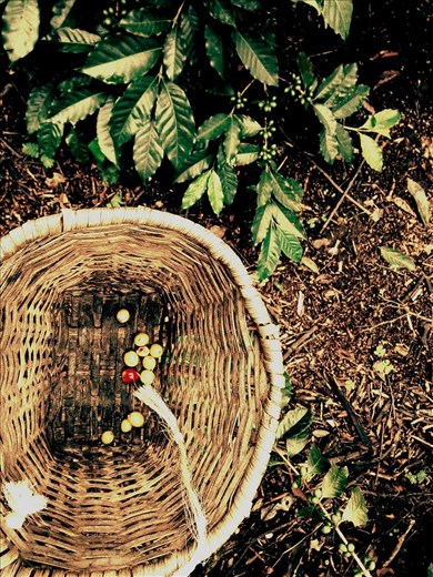 Kahvipapuja korissa.