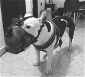 Kolumbialainen talonvahti.: by tuulikki, Views[874]