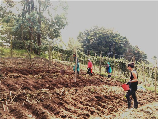 Puutarhahommissa kolumbialaisella luomutilalla.