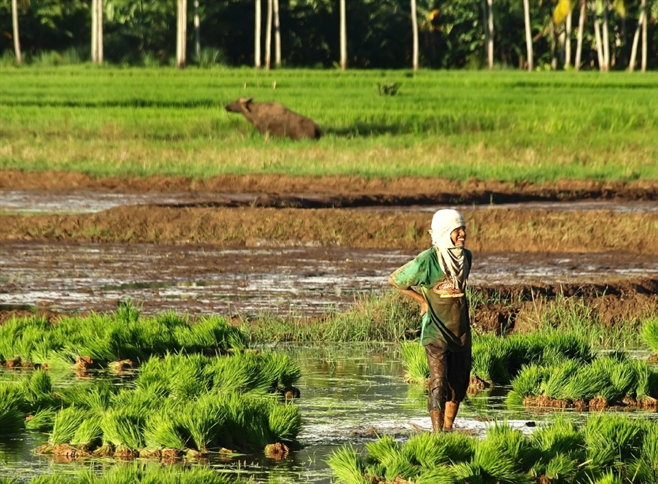 Start them young.
A typical scene in this side of town. A water buffalo in the background and a youngster taking a break from planting rice. While some are playing around others are not, they still have to know how to make a living. This may not look fitting but seeing him smile while he stretches his aching back is still a peaceful sight. 