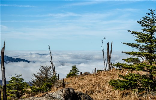 Golden Fields Up High