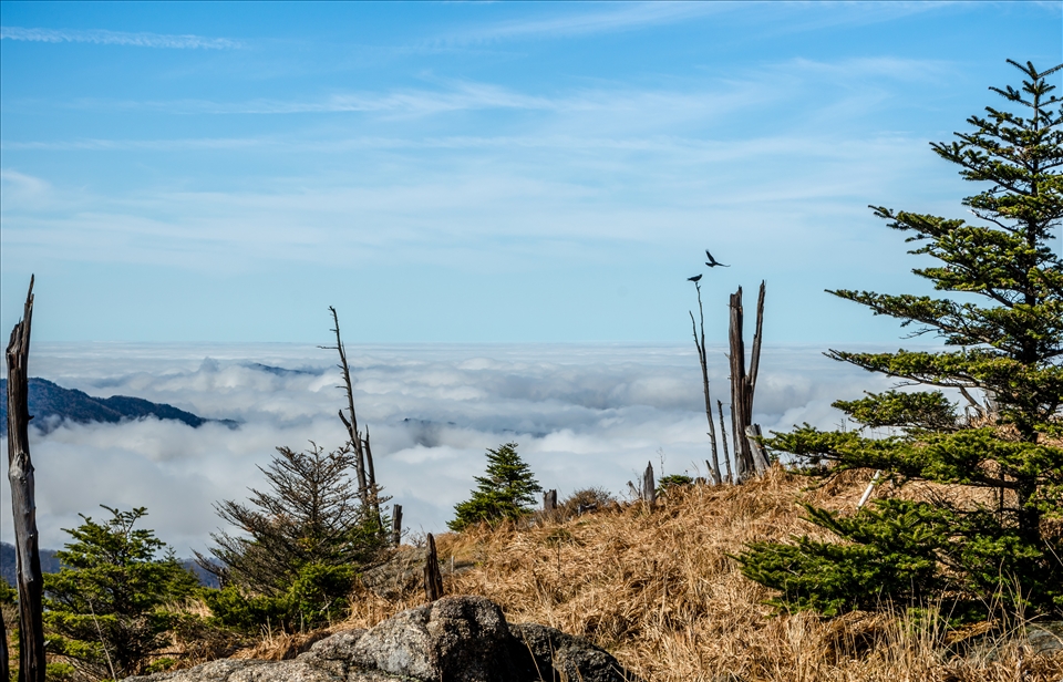 Golden Fields Up High