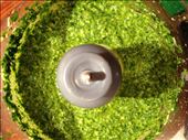 The Pesto ready and looking fabulous : by twohungrymen, Views[193]