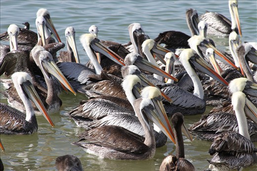 Pelicans are waiting