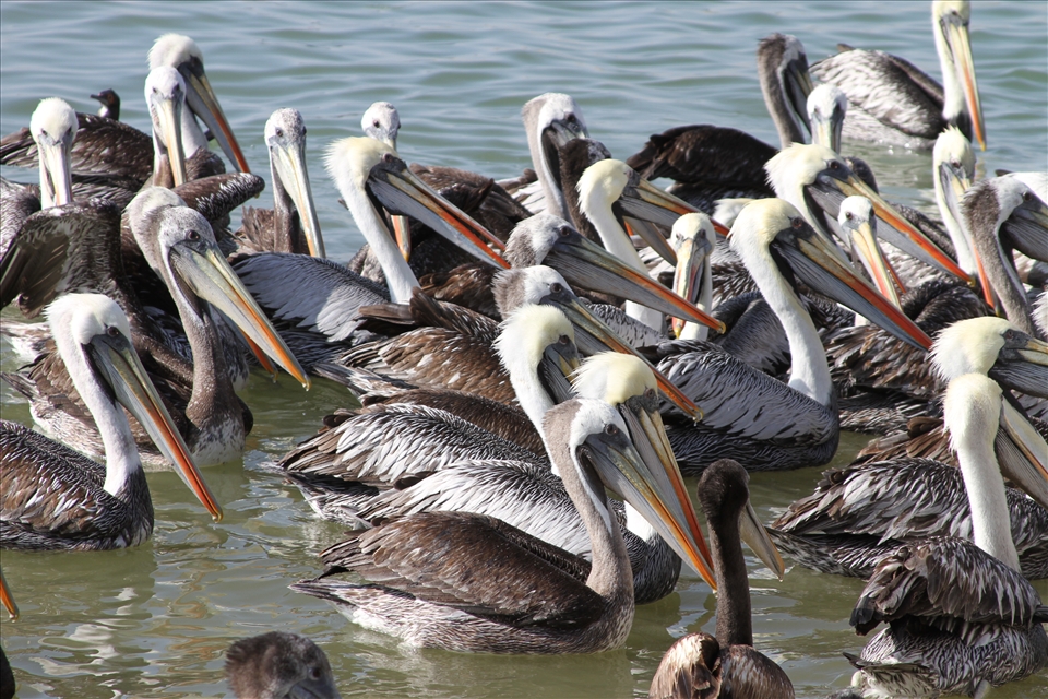 Pelicans are waiting