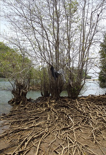 protecting and always faithful forever