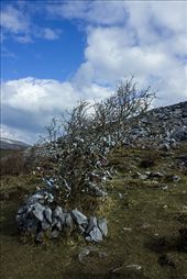 Faerie Tree... Portal to the underworld - The Burren Western Ireland - Leave your worldy woes behind for the Faeries to deal with, a common custom in a modern world: by tynanfairhall, Views[1189]