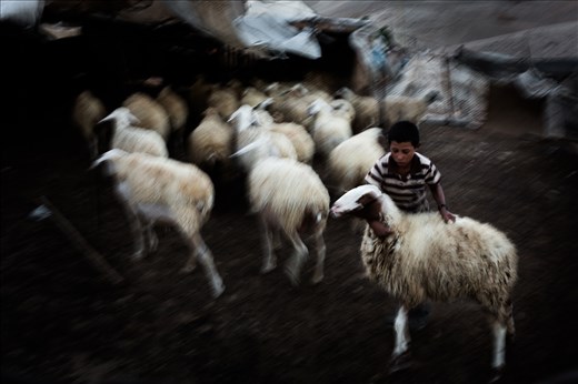 The Bedouins have traditionally lived a pastural lifestyle taking their herds of goats and sheep into the desert to graze. The animals are still a very important part of the life of many Bedouin families.