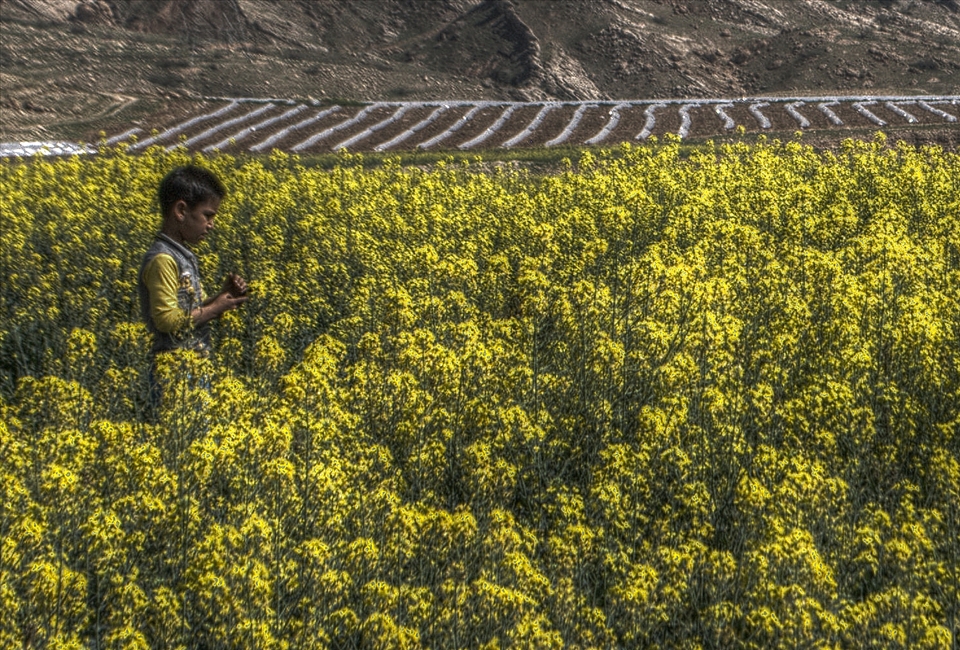 Boy in the field of rapes. On the road to capital.