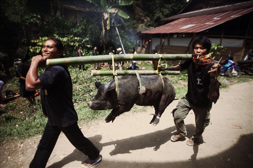 One day it's the slaughter of pigs, the other day its the water buffalo's turn