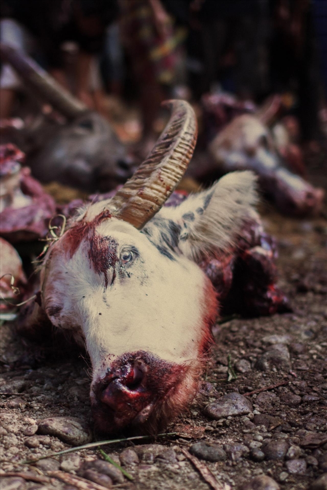 White water buffaloes can cost over 10,000 USD and are donated for slaughter